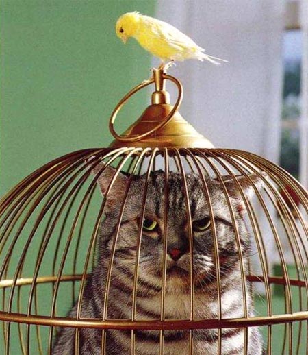 chat-cage-oiseau.jpg