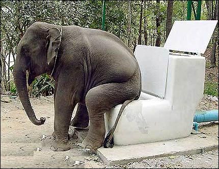 [Bild: toilette-elephant.jpg]